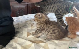 Mixed Breed cats for sale:  Fluffy Ginger Boy & Fluffy Tabby Girl Kitten - Image 17