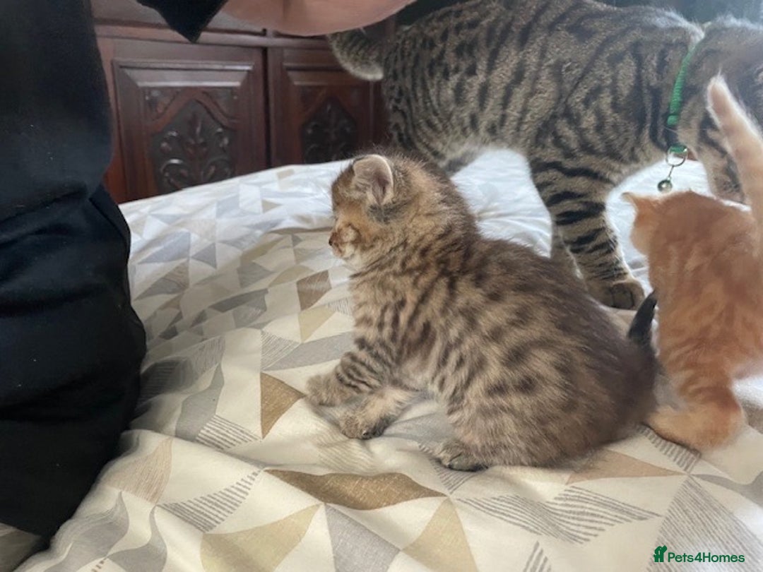 Mixed Breed cats for sale:  Fluffy Ginger Boy & Fluffy Tabby Girl Kitten - Image 17