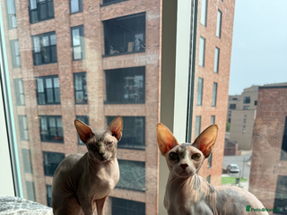 Sphynx cats for sale: Sphynx kittens 2 Girls 1 Boy, ready soon! - Advert 1