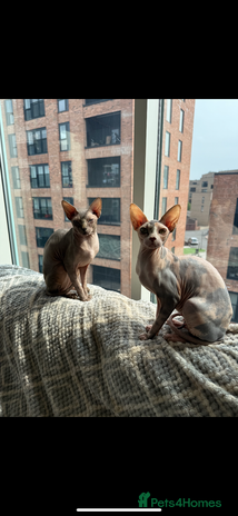 Sphynx cats Sphynx kittens 2 Girls 1 Boy, ready soon! - Advert 1