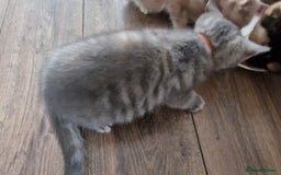 Mixed Breed cats for sale: kittens for sale - Image 13