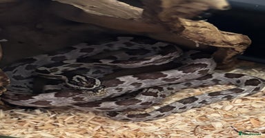 Snake reptiles - Advert 15