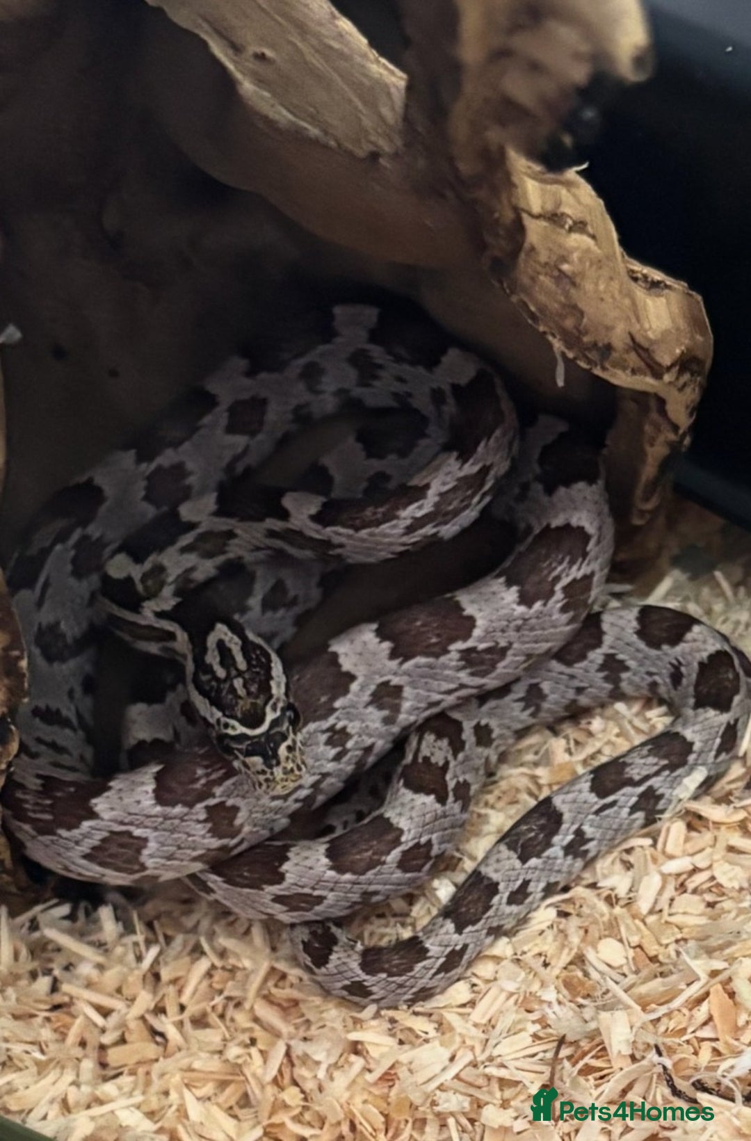 Snake reptiles for sale: Brazilian rainbow boa female - Image 2
