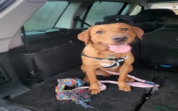Labrador Retriever dogs for sale: Cosmo  - Image 3
