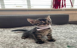 Bengal cats for sale: Charcoal Bengal kitten  - Image 11