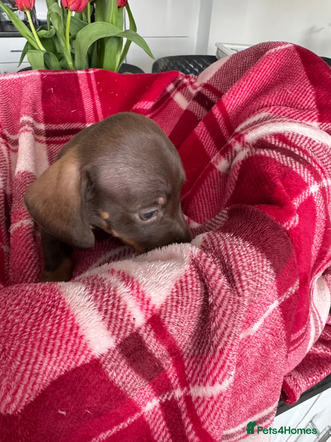 Miniature Dachshund dogs for sale: Miniature dachshunds  - Advert 24