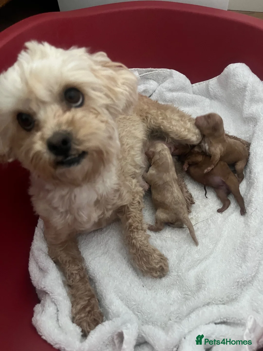 Maltipoo dogs for sale: Adorable Malshipoo puppies  - Advert 9