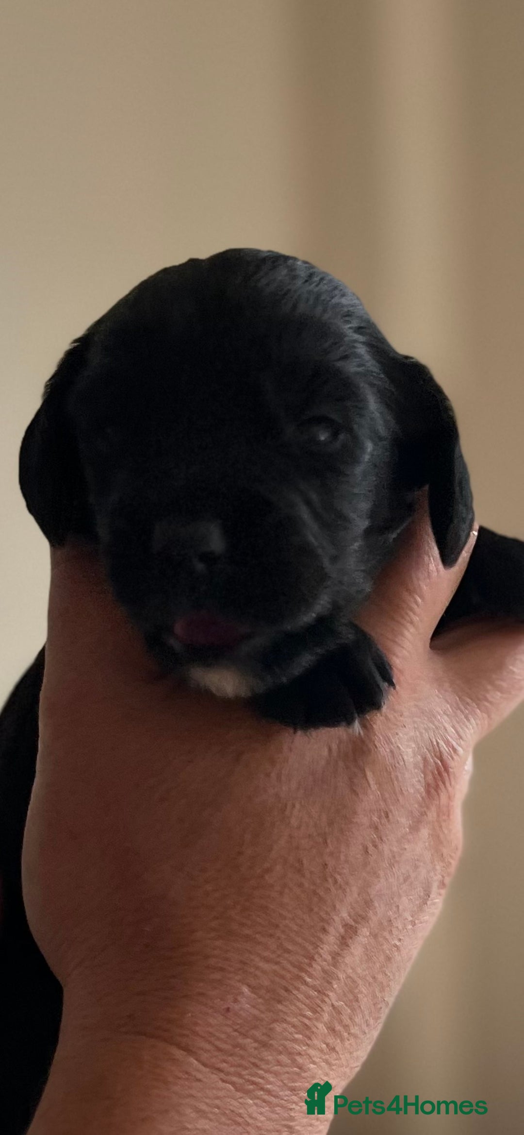 Cocker Spaniel dogs for sale: 6 adorable Cocker Spaniel pups - Image 16