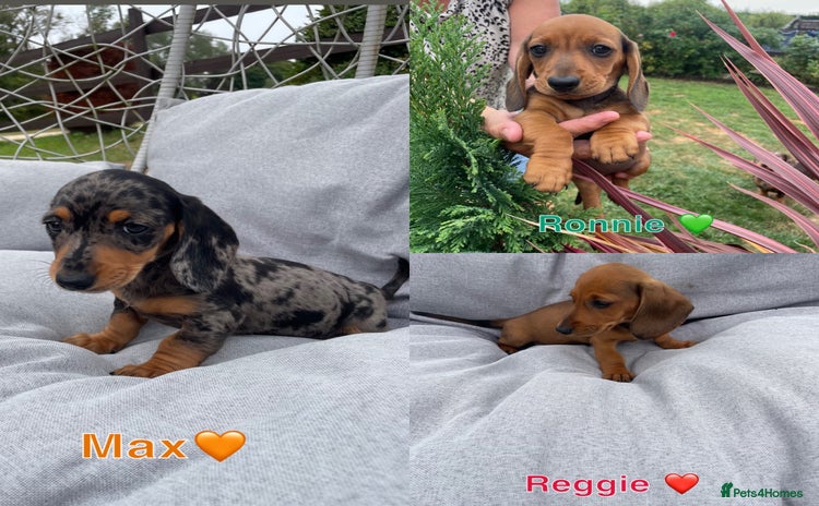 Miniature Dachshund dogs - Advert 7