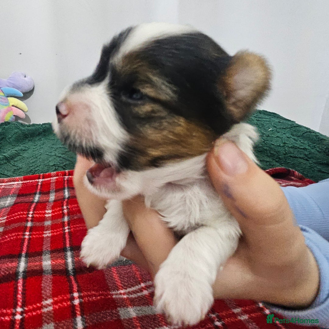 Yorkshire Terrier dogs for sale: Two beautiful Yorkshire Terrier (Biewer) puppies - Advert 22