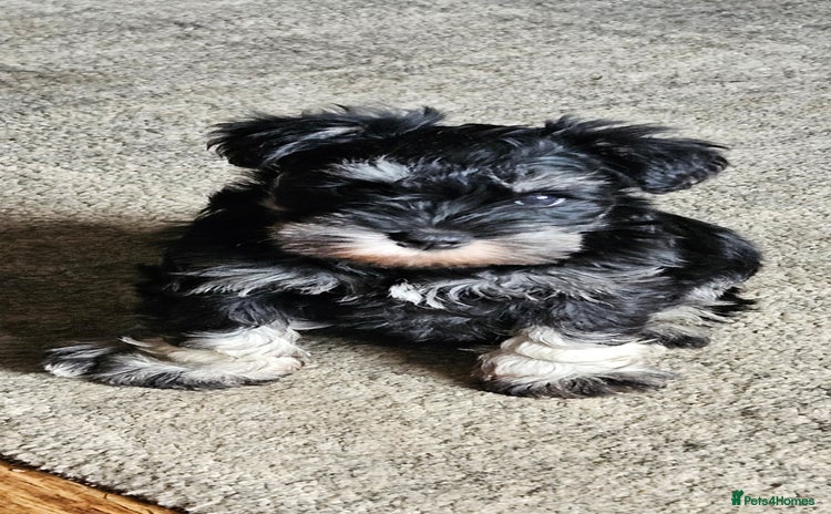 Miniature Schnauzer dogs - Advert 1