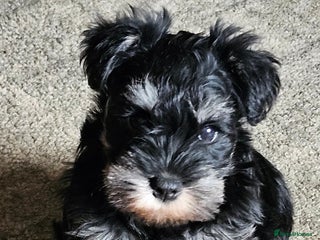 Miniature Schnauzer dogs - Advert 1