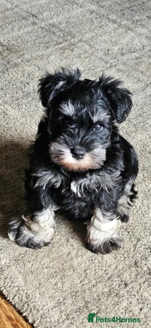 Miniature Schnauzer dogs - Advert 1