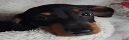 Miniature Dachshund dogs for sale: Stunning Dachshund pups *Ready now* - Advert 25