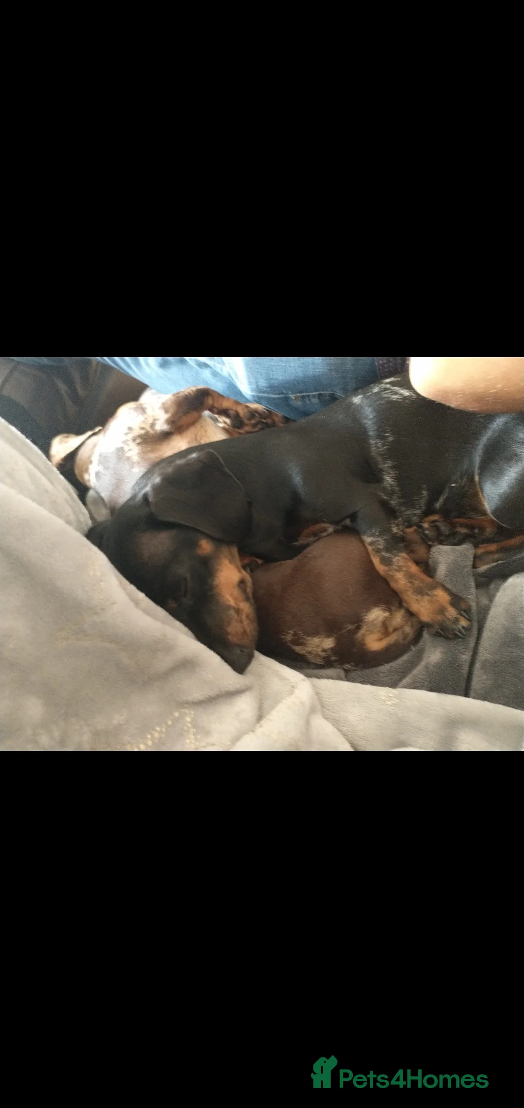 Miniature Dachshund dogs for sale: Miniature dachshund beautiful girl - Advert 5