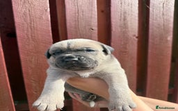 Cane Corso dogs for sale: cane corso pups - Image 8