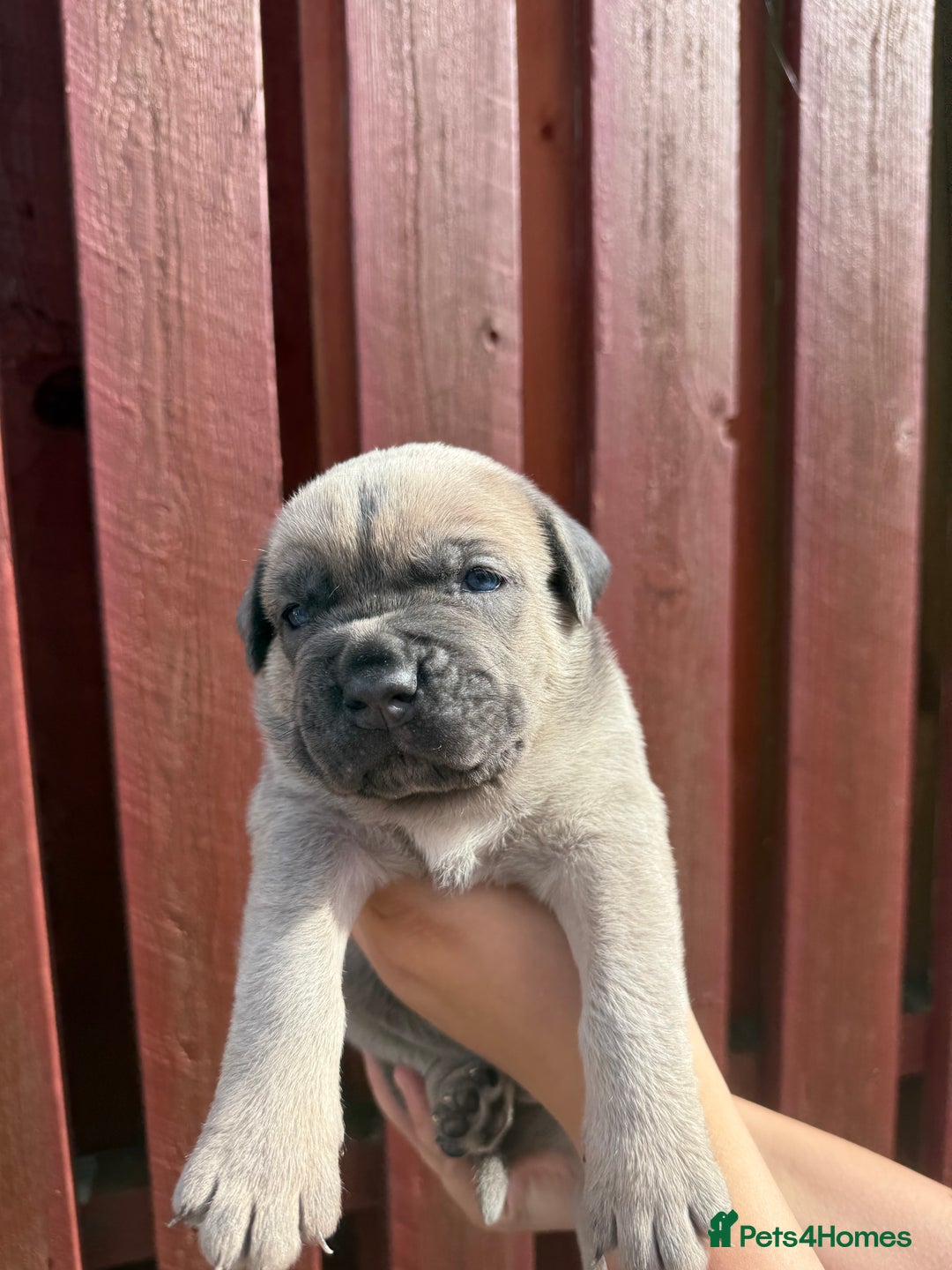Cane Corso dogs for sale: cane corso pups - Image 8