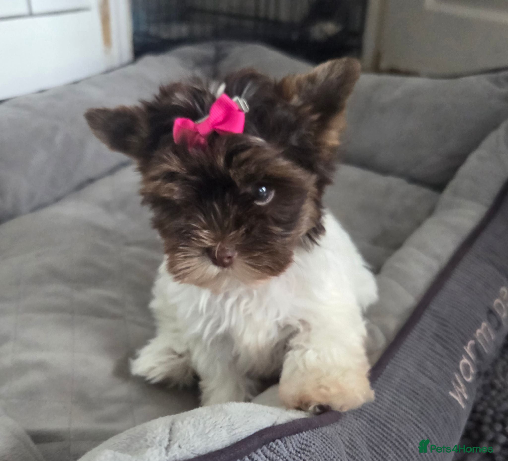 Yorkshire Terrier dogs Puppy girl pegidree IHR - Advert 3