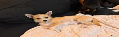 Penny 