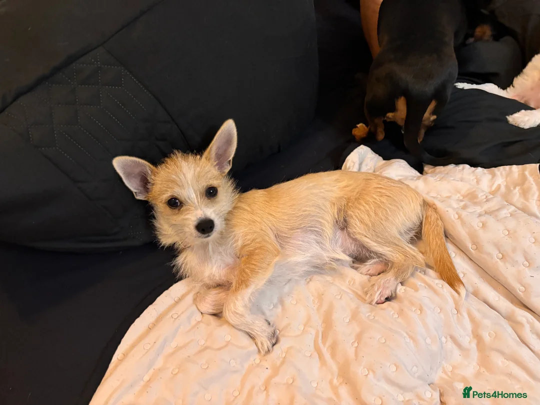 Mixed Breed dogs for sale: Petite girl looking for forever home  in Darlington - Advert 2