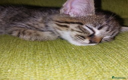 Mixed Breed cats for sale: Lovely confident kittens - Image 1