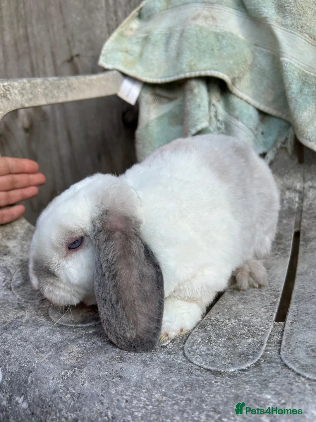 Mini Lion Lop rabbits for sale: Mini plush lop blu eyed - Advert 5