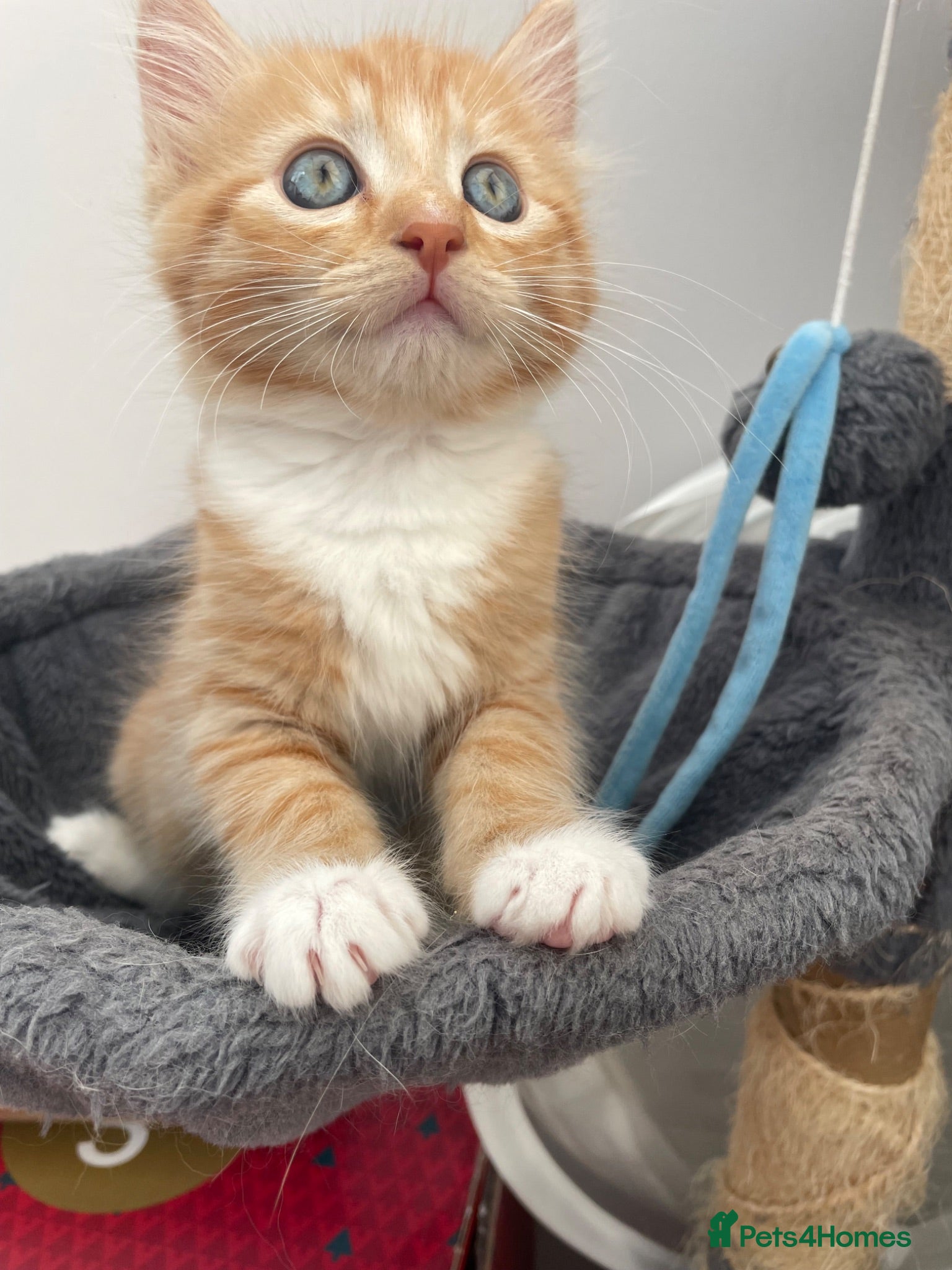 Mixed Breed cats Beautiful male half-Ragdoll kitten - Advert 13