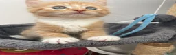 Mixed Breed cats for sale: Beautiful male half-Ragdoll kitten - Advert 1