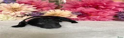 Miniature Poodle dogs for sale: ✨️The Romantasy Litter✨️ in Cranleigh - Advert 11
