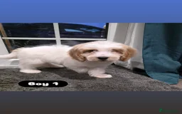 Cockapoo dogs for sale: Adorable Cockapoo pups 🦴🐾 - Image 5