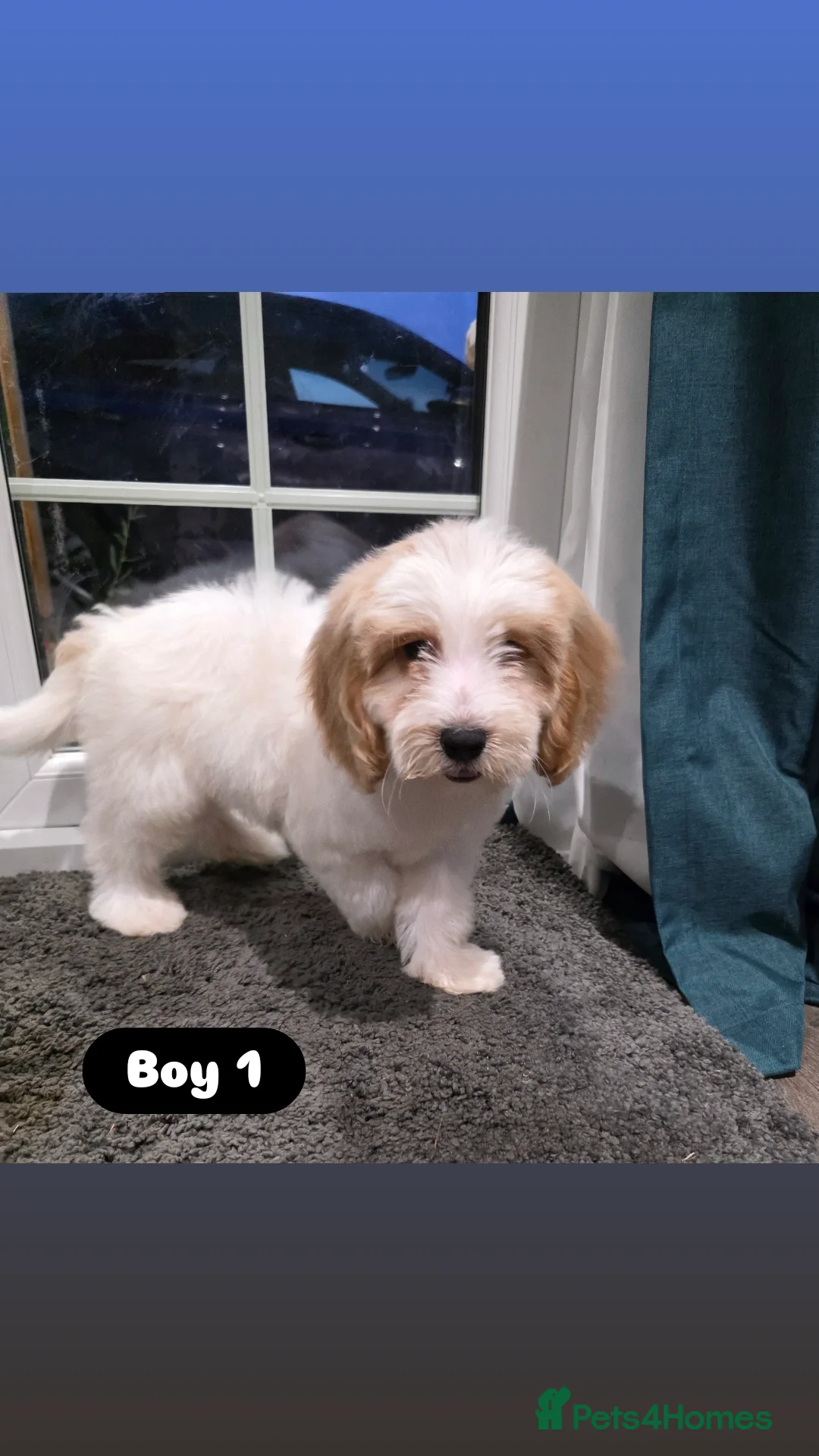 Cockapoo dogs for sale: Adorable Cockapoo pups 🦴🐾 - Image 5