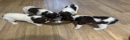 Sprocker dogs for sale: Exceptional F1B Sprocker puppy-male  - Advert 23