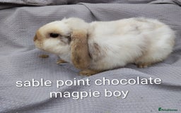 Mini Lop rabbits for sale: Lionhead, mini lop and baby mini lop in Selby - Image 3