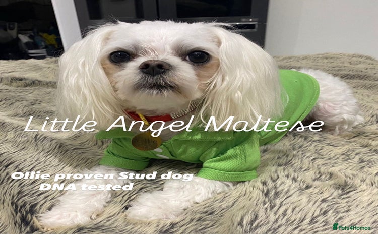 Maltese dogs in Waltham Cross - Advert 11