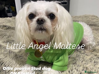 Maltese dogs in Waltham Cross - Advert 13