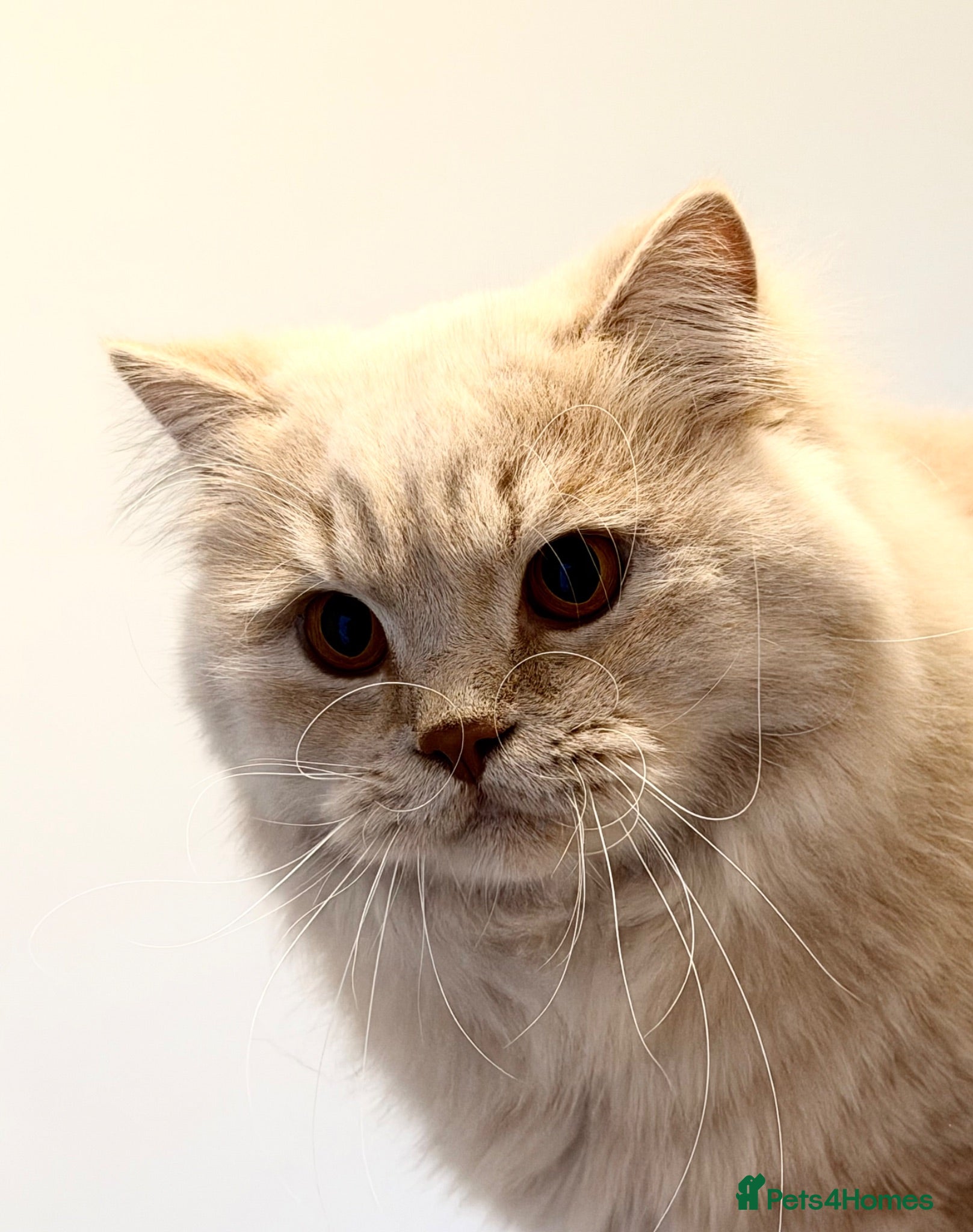British Longhair cats Adult British Longhair TICA registered  - Advert 1