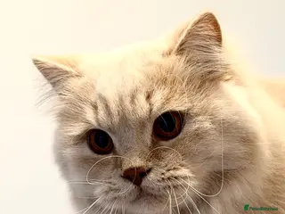 British Longhair cats Adult British Longhair TICA registered - Advert 1