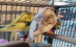 Budgerigars birds for sale: Beautiful baby budgies lovely colours  - Image 8