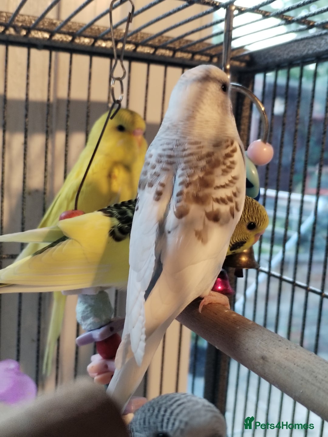Budgerigars birds for sale: Beautiful baby budgies lovely colours  - Image 8