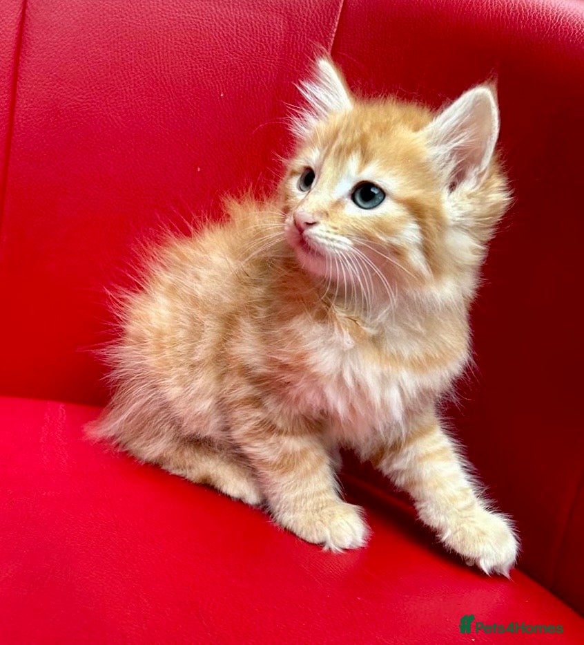 Mixed Breed cats Big Litter Big Love ❤️  - Advert 2