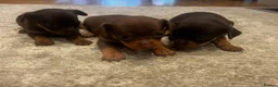 Russian Toy Terrier dogs for sale: RUSSIAN TOY TERRIERS  - Advert 4
