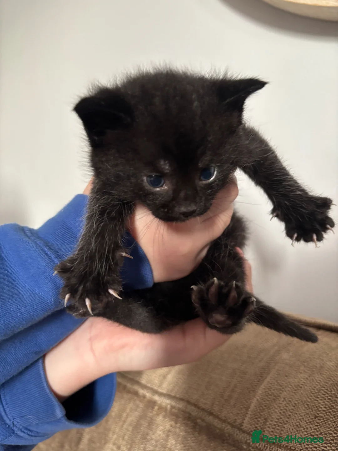 Mixed Breed cats for sale: Cute Litter of mixed breed kittens  - Advert 10