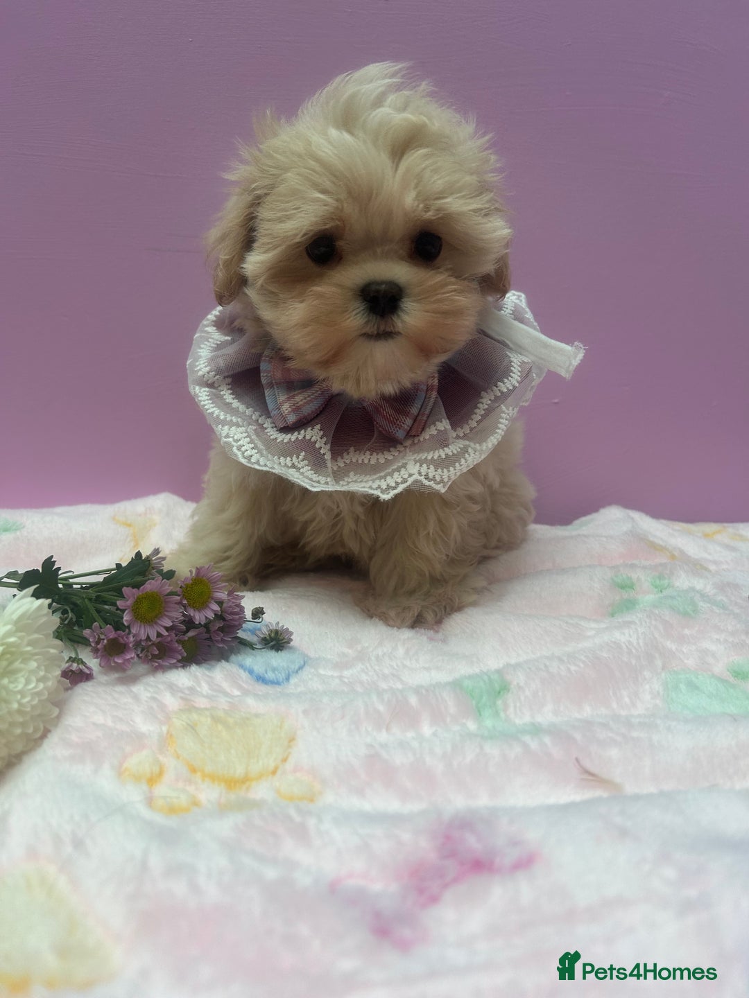 Maltipoo dogs for sale: Luxury Korean F1b maltipoos 😍🐶🐾 - Image 23