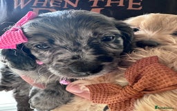 Mixed Breed dogs for sale: Beautiful Sproodle puppies stunning  - Image 24