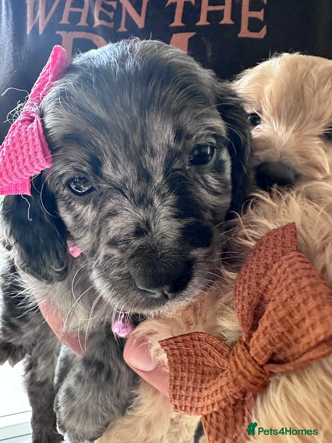 Mixed Breed dogs for sale: Beautiful Sproodle puppies stunning  - Image 24