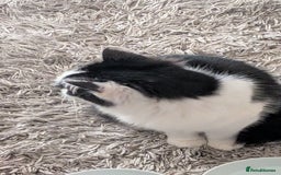 British Shorthair cats for sale: Lovely 3 year old male  - Advert 6