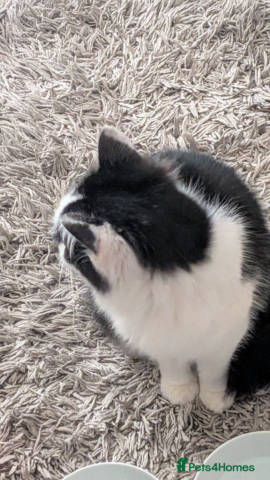 British Shorthair cats for sale: Lovely 3 year old male  - Advert 6