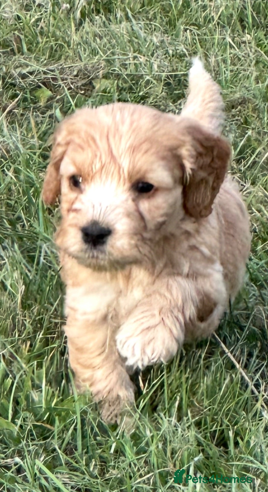 Cockapoo dogs F1 Cockapoos  - Advert 2