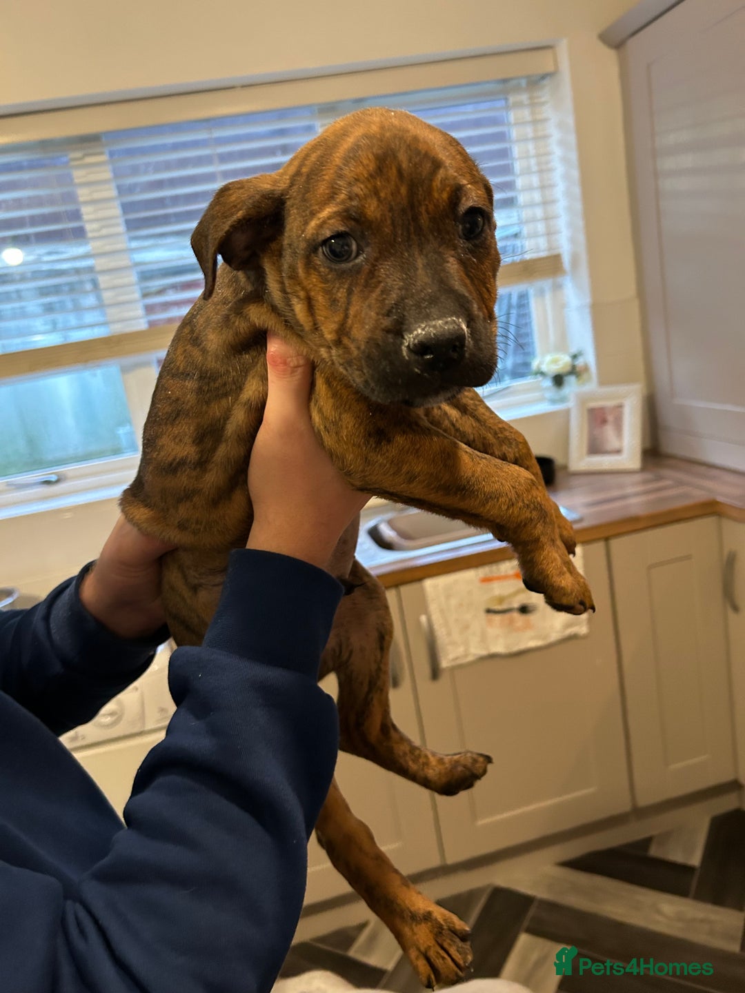 Mixed Breed dogs for sale: Staffy pups  - Advert 5