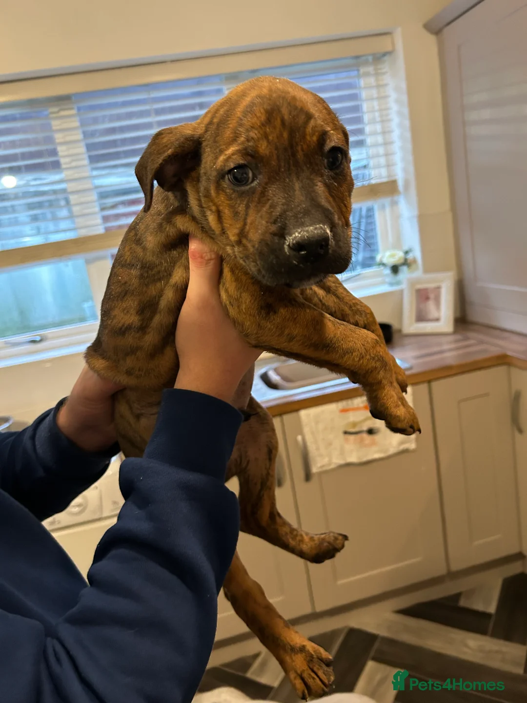 Mixed Breed dogs for sale: Staffy pups  - Advert 5